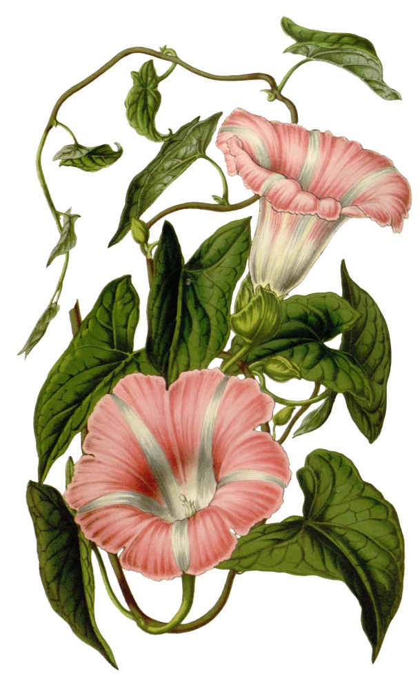 复古手绘植物花卉插画