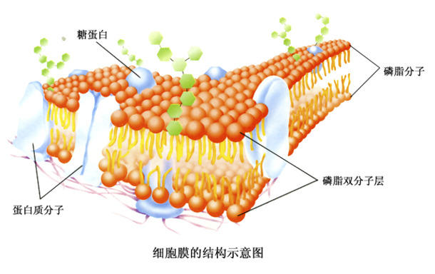 细胞膜结构