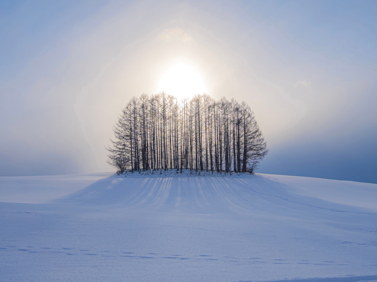 冬季 雪景 树 唯美风景iPad平板电脑壁纸