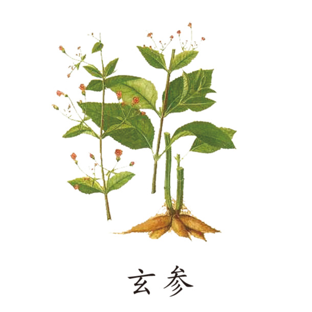 玄参草药