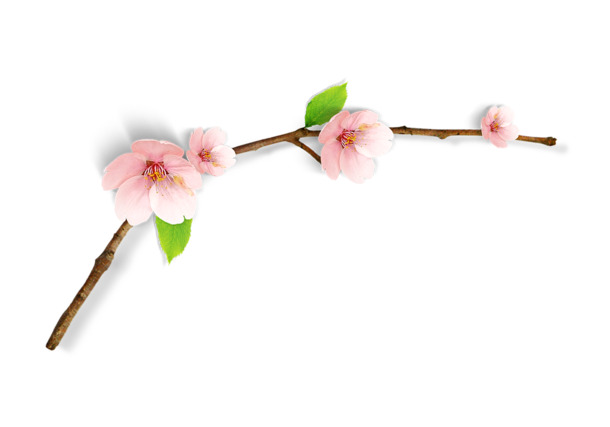 春天桃花树枝