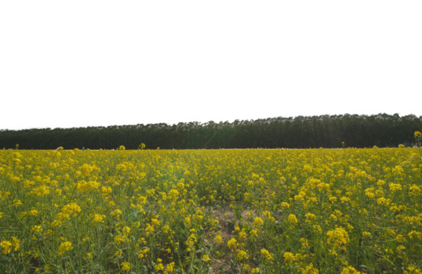 北京海淀上庄镇油菜花