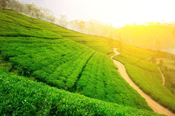 茶园风景