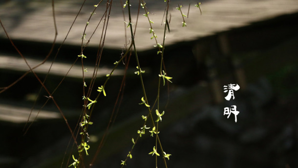 春天 四月 清明节 青团 海报 背景31