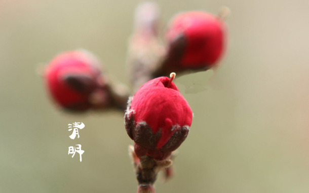 春天 四月 清明节 青团 海报 背景25