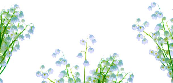 蓝色兰铃花束