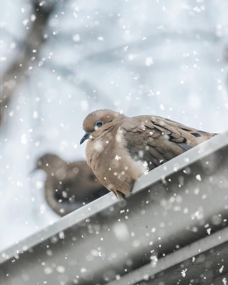 在雪天中的鸟