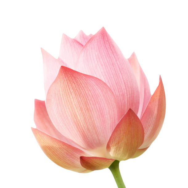 红色纯洁的白色纹理的水芙蓉实物