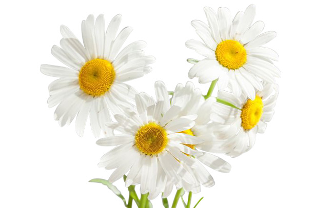 洋甘菊透明小甘菊