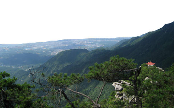 庐山松树