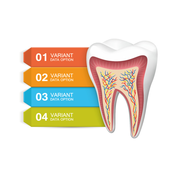 牙齿数据图