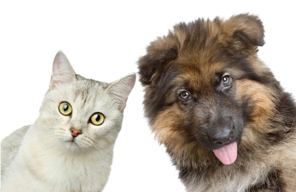 可爱小猫小狗看着你