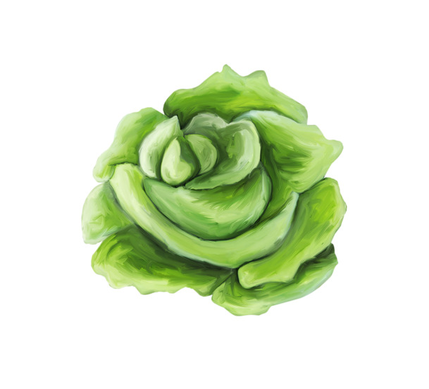 有机包菜