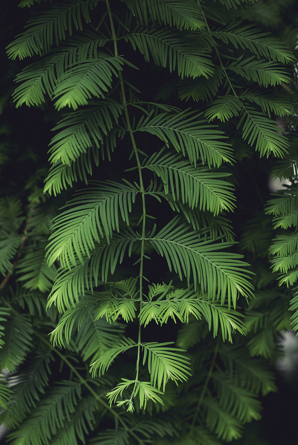 绿色植物神秘海报