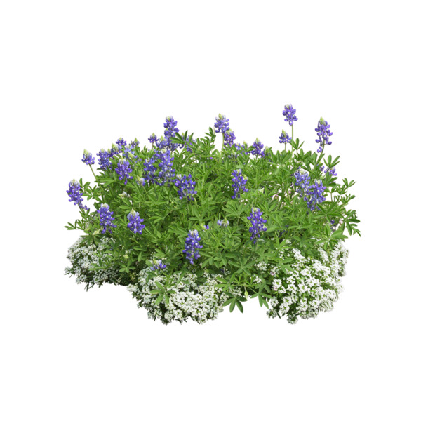 绿色植物