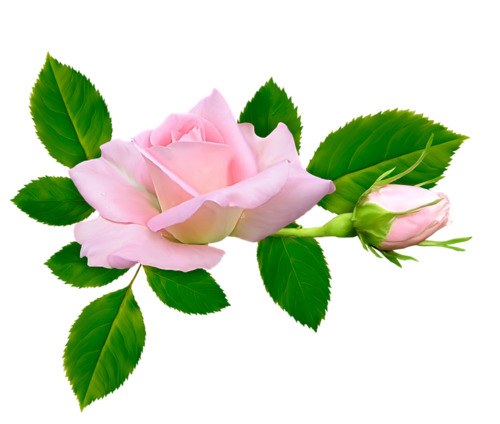 粉色月季花