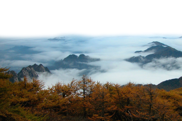 云海中的山峰与树林