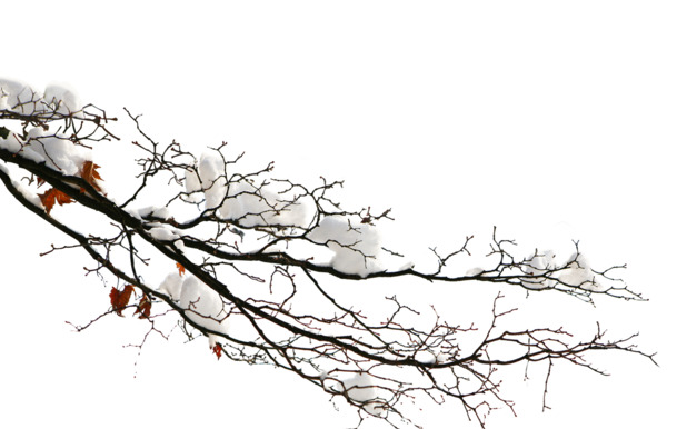 高清冬季雪花树枝