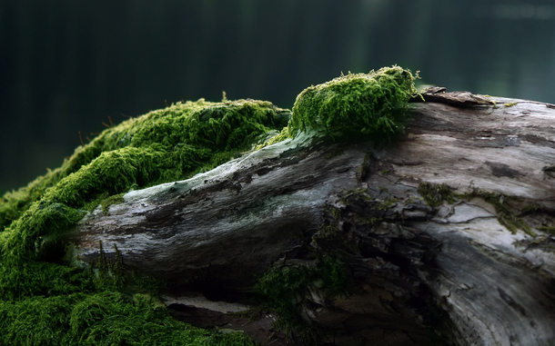 枯树绿色苔藓海报背景