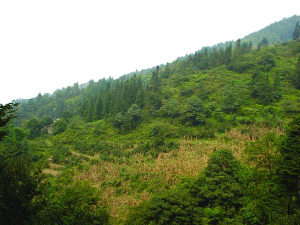 绿色针叶林