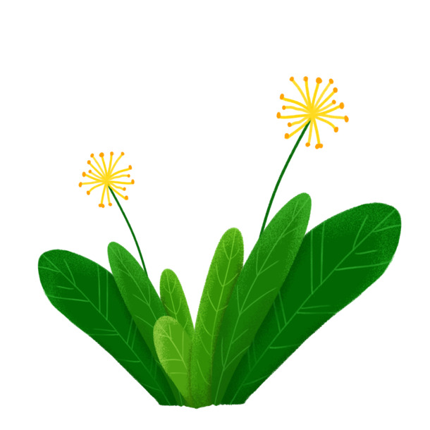 春天踏青蒲公英