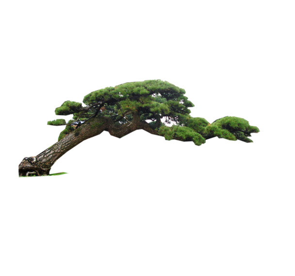 松树
