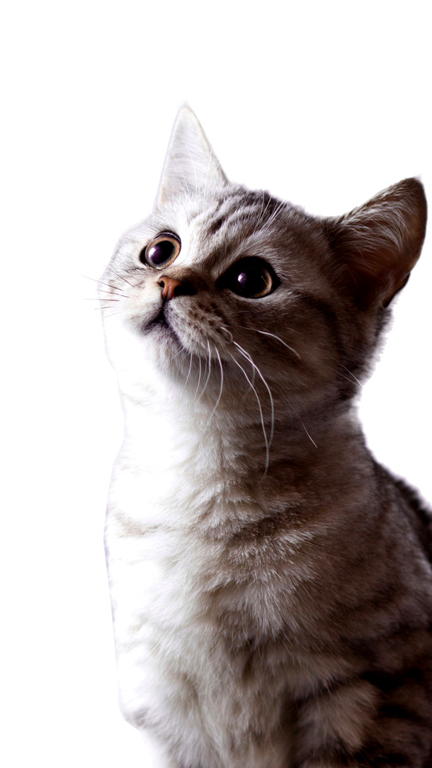 可爱猫咪