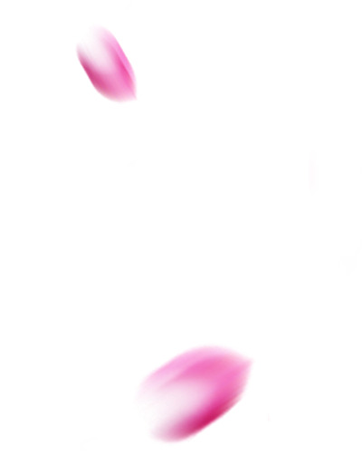 红色花瓣两朵花瓣
