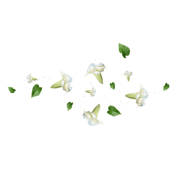 栀子花瓣