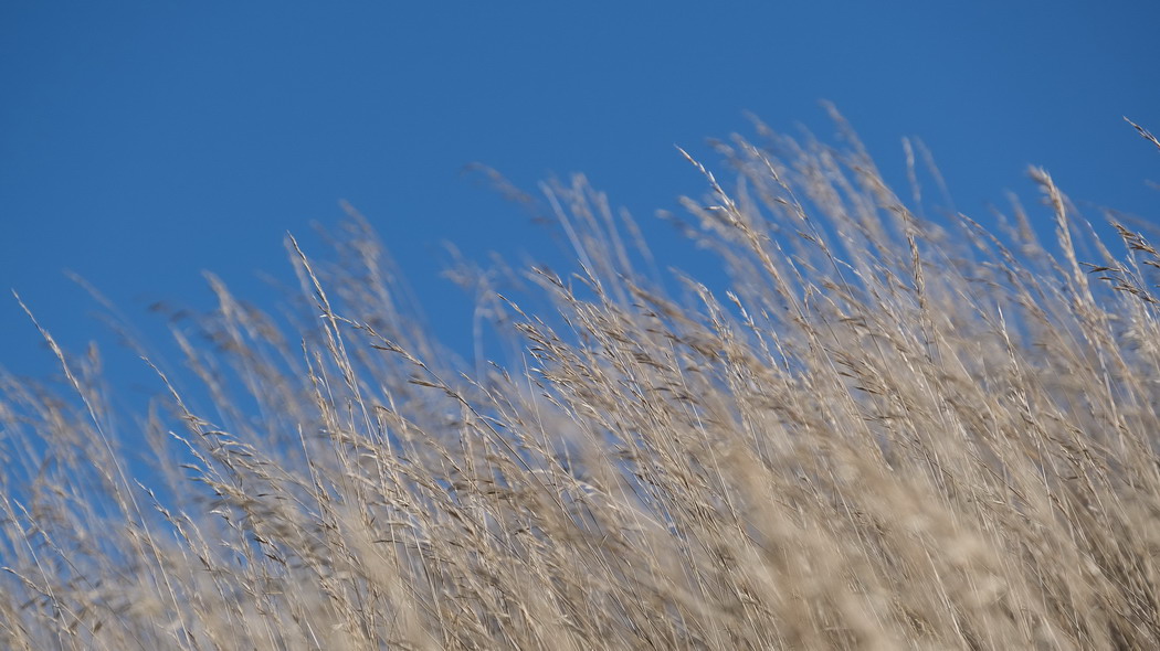 3840x2160 草 干燥 自然 模糊 天空 4K高清壁纸