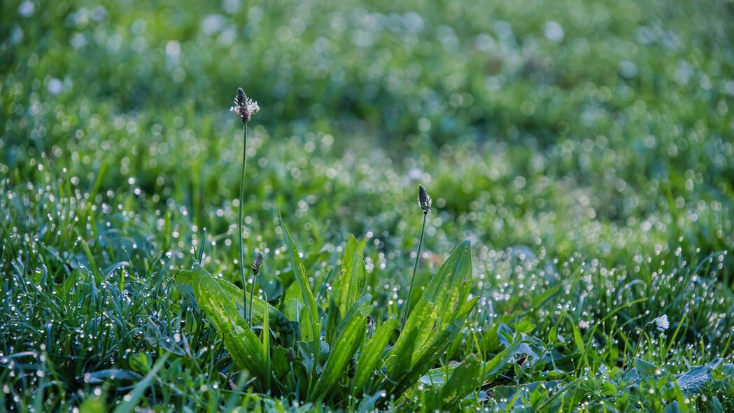 3840x2160 草 植物 宏 滴 玫瑰壁纸 背景4k uhd 16:9