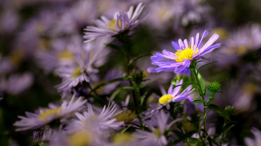 3840x2160 秋紫苑 紫苑 花 花瓣 模糊 紫色壁纸 背景4k uhd 16:9