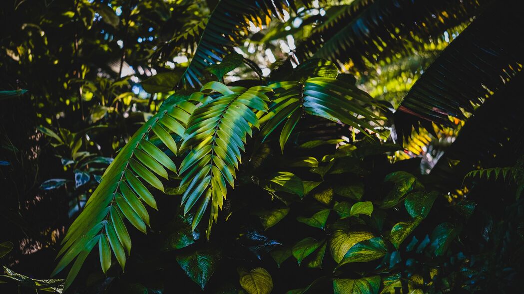 3840x2160 树叶 植物 绿色 深色壁纸 背景4k uhd 16:9