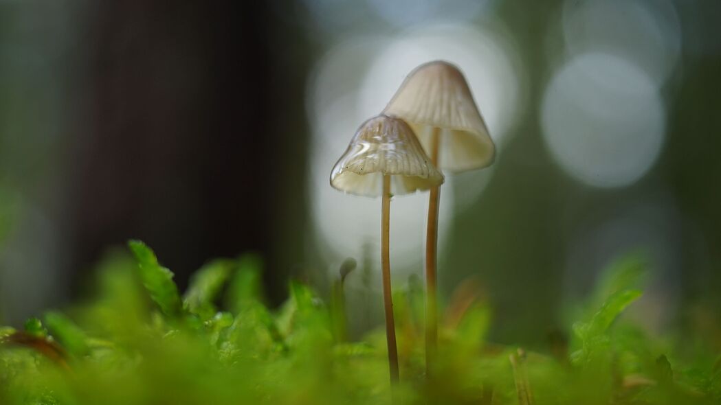 3840x2160 蘑菇 宏 模糊 苔藓壁纸 背景4k uhd 16:9