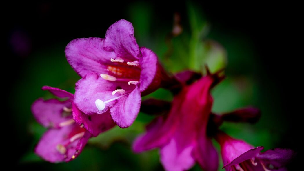 3840x2160  weigela 花 花瓣 花粉 宏观壁纸 背景4k uhd 16:9