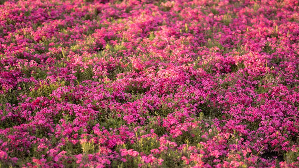 3840x2160 野花 花朵 田野 粉红色壁纸 背景4k uhd 16:9