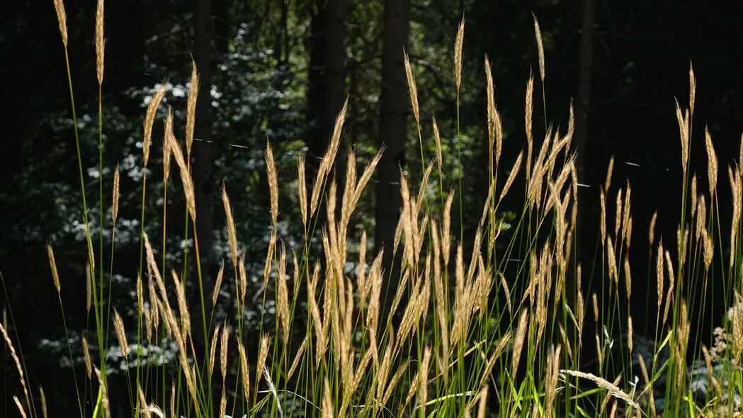 3840x2160 草 植物 阳光 树叶 自然壁纸 背景4k uhd 16:9