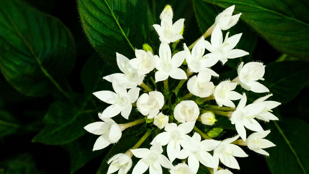 3840x2160  pentas lanceolata 花 白色 花瓣 树叶壁纸 背景4k uhd 16:9