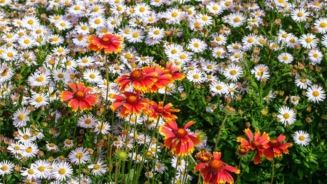 3840x2160 盖拉迪亚 雏菊 花 野花 花瓣壁纸 背景4k uhd 16:9