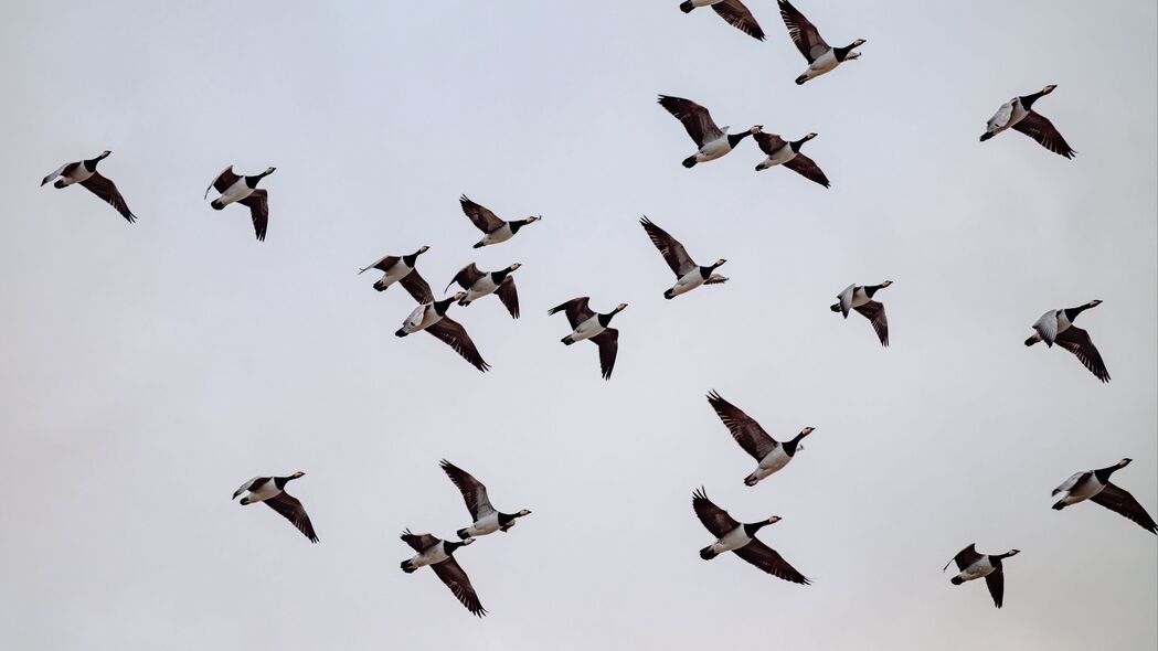 3840x2160  steller'；s eider 鸟类 飞行 天空壁纸 背景4k uhd 16:9