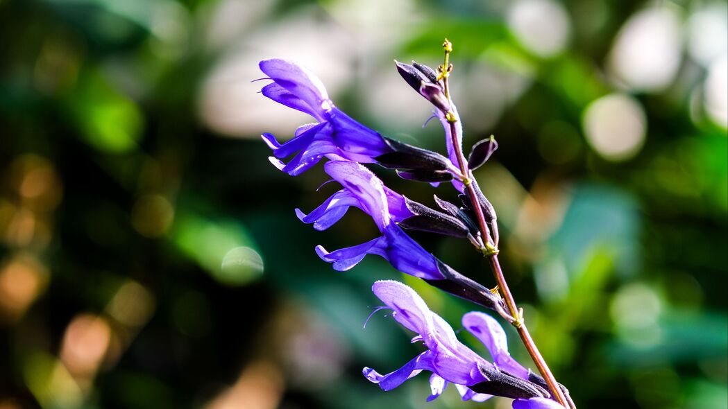 3840x2160 鼠尾草 鼠尾草 花 花序 花瓣壁纸 背景4k uhd 16:9