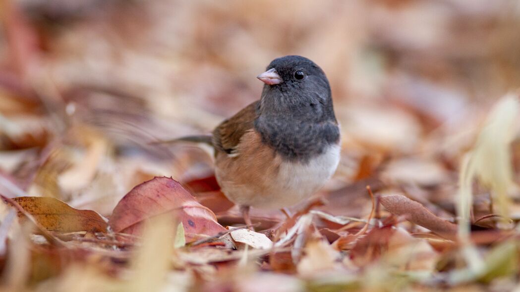 3840x2160 黑眼junco 鸟类 树叶 野生动物壁纸 背景4k uhd 16:9