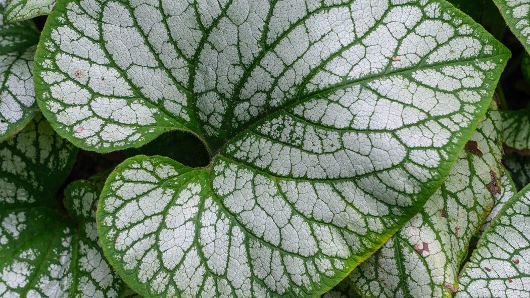 3840x2160  brunera macrophylla 伟大的伪造-me-notneneneea 植物 叶子 宏观壁纸 背景4k uhd 16:9