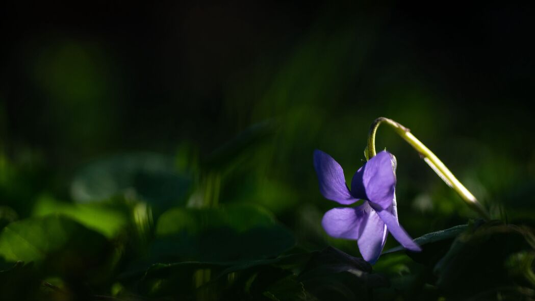 3840x2160 森林紫罗兰 花 花瓣 紫色壁纸 背景4k uhd 16:9