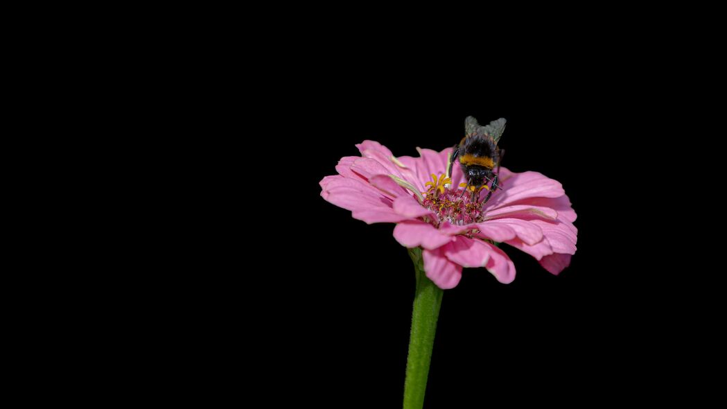 3840x2160 大黄蜂 花 粉红色 微距 黑色背景壁纸 背景4k uhd 16:9