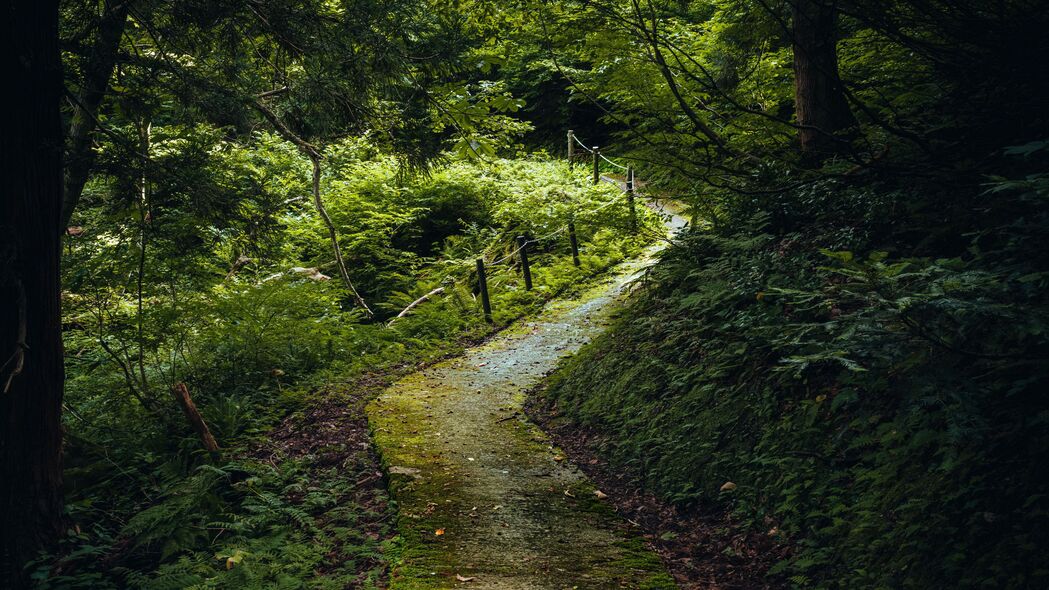 3840x2160 路径 森林 树木 植物 自然壁纸 背景4k uhd 16:9