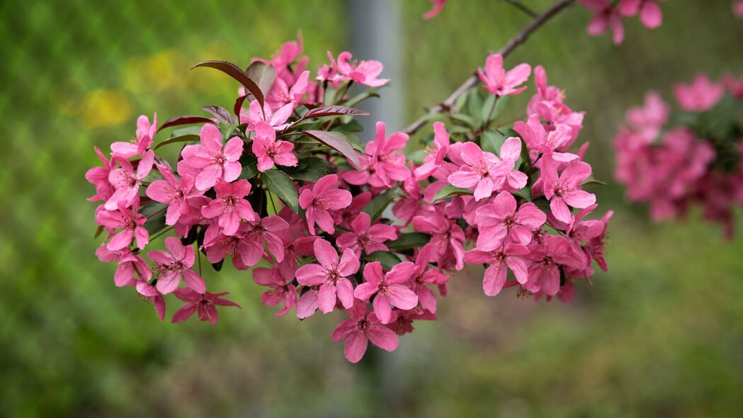 3840x2160 苹果树 花朵 花瓣 粉红色 春天 绽放壁纸 背景4k uhd 16:9