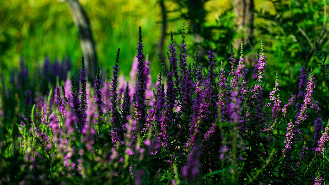 3840x2160 薰衣草 花序 花 模糊壁纸 背景4k uhd 16:9