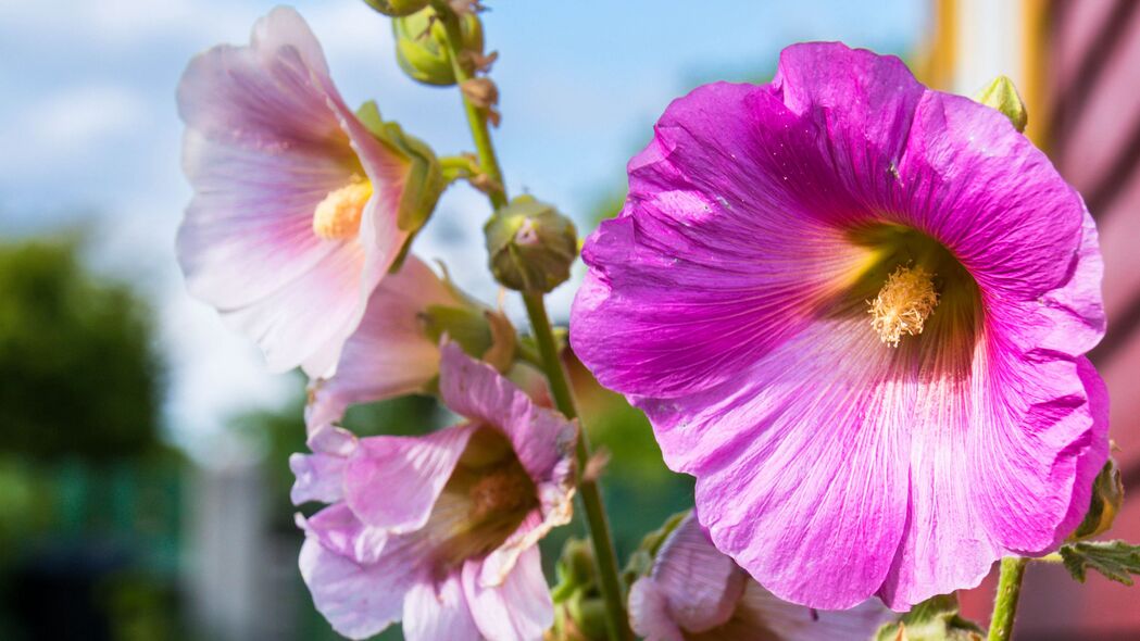 3840x2160  alcea 花 花瓣 宏 茎 模糊壁纸 背景4k uhd 16:9