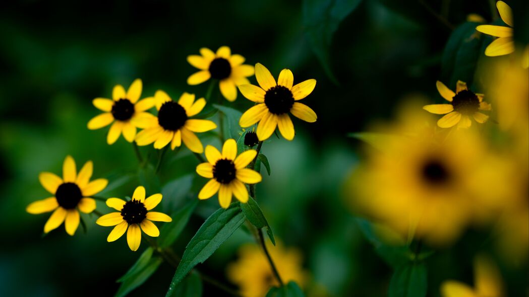 3840x2160  rudbeckia 花 花瓣 黄色 模糊壁纸 背景4k uhd 16:9